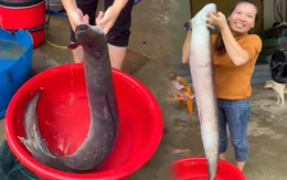 Bắt được cá chình dài hơn 1m, nặng gần 10kg trên sông Gianh