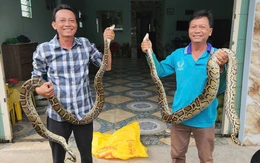 Đang thu hoạch lúa, bất ngờ gặp 2 con trăn 'khủng' nằm giữa ruộng