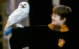 Fan Harry Potter sắp được trải nghiệm phép thật ngoài đời thực