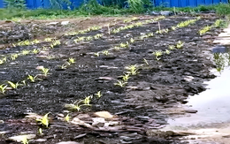 Khởi tố thêm một bị can vụ công ty núp bóng sản xuất giá thể hữu cơ gây ô nhiễm