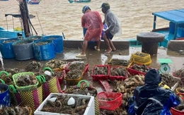 Tôm hùm chết hàng loạt do sốc nước lũ, nhiều khu vực ngập sâu dân đợi ứng cứu tại Đắk Lắk