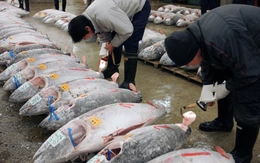 Trung Quốc ngừng nhập khẩu thủy sản Nhật Bản giữa căng thẳng