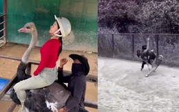 Cô gái sang chấn tâm lý vì cưỡi đà điểu