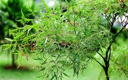 Bạn có biết công dụng của món ăn từ lá đinh lăng, thứ được ví như 'nhân sâm' của người nghèo