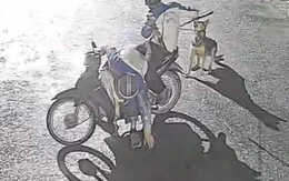 Khởi tố nhóm chuyên trộm chó vào ban đêm ở Thanh Hóa