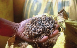 Nhiều hộ kinh doanh lúa gạo ở Đà Nẵng khóc ròng