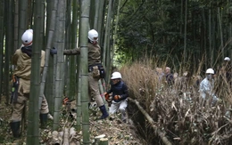 Nhật Bản đối phó với làn sóng khắc chữ lên thân cây