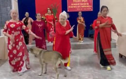 Chú chó lãnh hậu quả vì dám khát khao center của bà