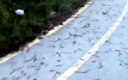 Hàng trăm con giun đất bò lên mặt đường ở Đồng Nai