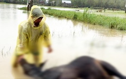 Người dân khóc nghẹn bên xác bò chết la liệt do lũ ở Đắk Lắk, Khánh Hòa
