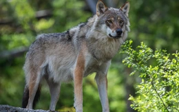 Sói xám kéo bẫy cua lên bờ: Hành vi thông minh khiến khoa học kinh ngạc