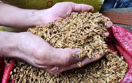 Mưa lũ miền Trung