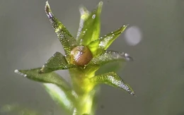 Rêu sống sót 9 tháng ngoài không gian, khoa học sửng sốt