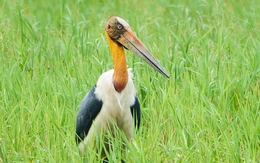 Ngắm già đẫy Java cực quý hiếm ở Vườn quốc gia U Minh Thượng