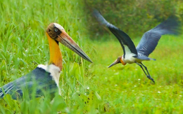 Già đẫy Java quý hiếm xuất hiện ở Vườn quốc gia U Minh Thượng