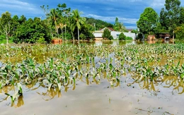 Đồng Nai đề nghị Lâm Đồng phối hợp cung cấp thông tin xả lũ các hồ thủy điện