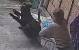 Chú chó nổi cáu với cô chủ thích đùa