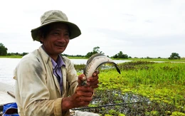 Về rốn cá U Minh Thượng xem dân săn cá lóc đồng