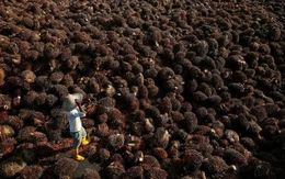 Nhiều tập đoàn dầu cọ Malaysia bỏ trồng cọ để 'nuôi' AI