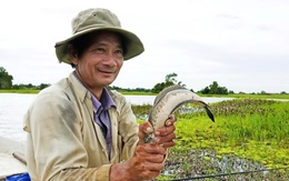 Về rốn cá U Minh Thượng xem dân săn cá lóc đồng