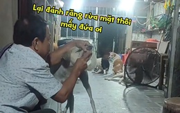 Đàn chó cưng xếp hàng để được sen đánh răng, rửa mặt