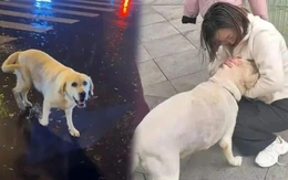 Chó cưng đi lạc được tìm thấy cách nhà 1.500km