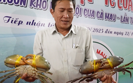 Người trong cuộc nói về các con cua Cà Mau khổng lồ đoạt giải ‘vua cua’ 2025
