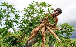 Giá sắn lao dốc, nông dân và thương lái Campuchia lao đao sau xung đột biên giới với Thái Lan