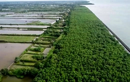 Cà Mau phê duyệt làm kè gần 100 tỉ đồng với giải pháp ‘giảm sóng từ xa’