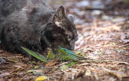 New Zealand muốn xóa sổ hoàn toàn mèo hoang, gọi đây là ‘những sát thủ máu lạnh’