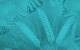 Độc lạ lúa mì chỉnh sửa gene có khả năng 'tự tạo' phân bón