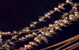 Chuyện lạ: Hàng ngàn chim én chen nhau đậu dày đặc trên dây điện ở Cần Thơ