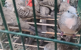 Tạm giữ khoảng 1.000 con chim không giấy tờ bày bán ở lề đường phường Chợ Lớn, TP.HCM