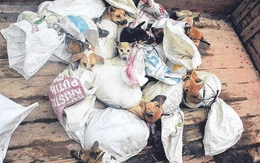 Thủ đô Indonesia chính thức cấm thịt chó, mèo, dơi để ngăn lây truyền bệnh dại