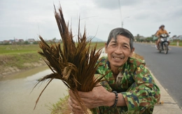 Ướt hàng tấn chổi đót trong lũ, người dân làng nghề Mỹ Thành 'gượng dậy' đem đót ra phơi
