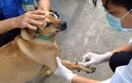 Kiểm soát bệnh dại bắt đầu từ quản lý chó, mèo