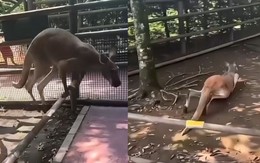 Ngại hết cả kangaroo