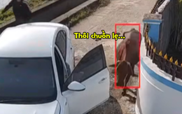 Con bò khổ sở với tài xế ô tô non kinh nghiệm