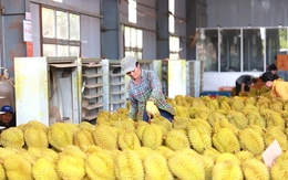 Đã có giải pháp căn cơ cho xuất khẩu sầu riêng