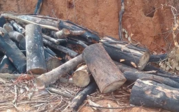 Gia Lai điều tra vụ phá gần 95ha rừng tự nhiên và cả rừng trồng