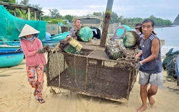 Tất bật đưa tôm hùm 'chạy' bão Kalmaegi