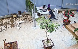 Đã nuôi mèo lại còn nuôi chim