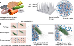 Miếng dán virus có thể tiêu diệt 99,9% vi khuẩn trong thực phẩm