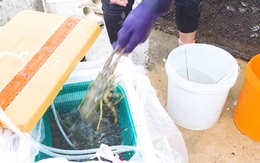 Tất bật di dời lồng bè, cho tôm hùm 'thở oxy' chạy bão Kalmaegi