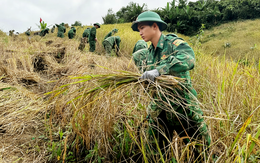 Bộ đội biên phòng gặt lúa giúp dân 'chạy bão', chằng nhà cửa
