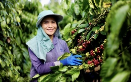 Nông sản Việt Nam đã có mặt ở hầu hết các quốc gia, vùng lãnh thổ trên thế giới