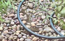 Người có đôi mắt tinh tường mới thấy con cóc chỗ nào