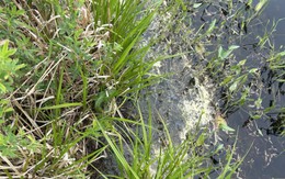 Mắt 10/10 mới thấy con ếch ẩn nấp ở đâu