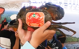 Cà Mau đang tìm con cua nặng nhất để xác lập kỷ lục, liệu có vượt mốc 1,452kg?