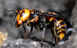 Hai cha con du khách Mỹ qua đời vì bị ong bắp cày sát thủ đốt ở Lào